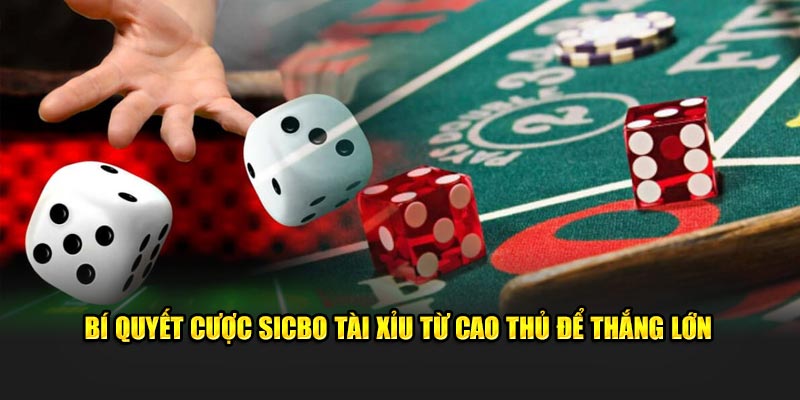 Bí quyết cược Sicbo Tài Xỉu từ cao thủ để thắng lớn