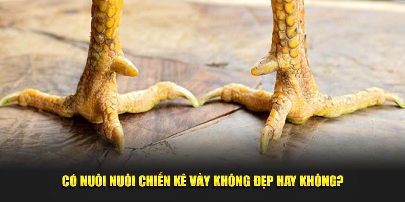 Có nên nuôi chiến kê vảy không đẹp hay không?