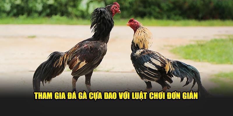 Tham gia đá gà cựa dao với luật lệ đơn giản