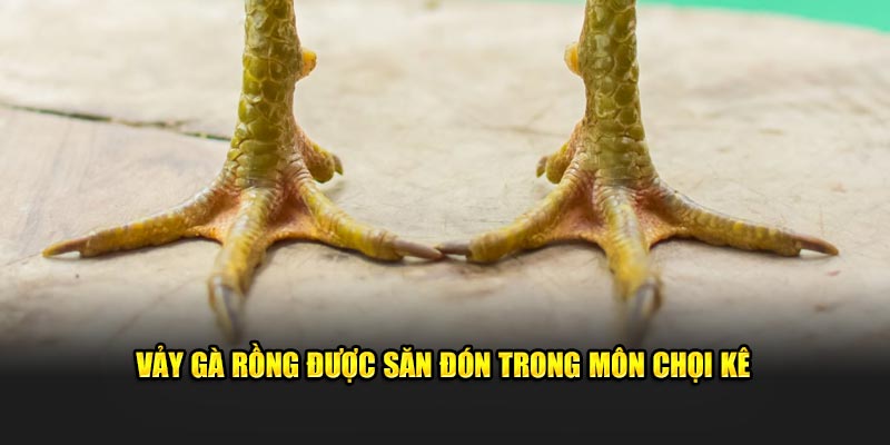 Vảy gà rồng được săn đón trong môn chọi kê