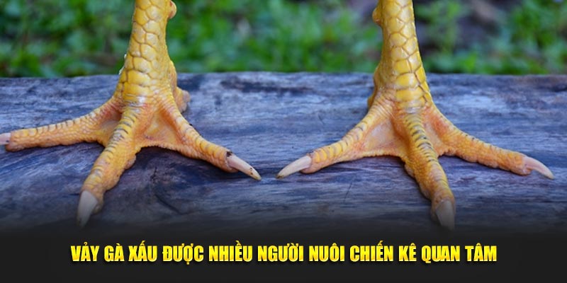 Vảy gà xấu được nhiều người nuôi chiến kê quan tâm